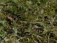 Luzula pilosa 2, Ruige veldbies, Saxifraga-Willem van Kruijsbergen