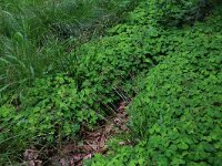 Luzula pilosa 8, Ruige veldbies, Saxifraga-Hans Boll