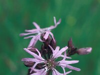 Lychnis flos-cuculi 1, Echte koekoeksbloem, Saxifraga-Hans Dekker
