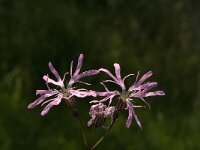 Lychnis flos-cuculi 12, Echte koekoeksbloem, Saxifraga-Jan van der Straaten