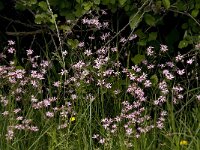 Lychnis flos-cuculi 13, Echte koekoeksbloem, Saxifraga-Jan van der Straaten
