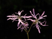 Lychnis flos-cuculi 14, Echte koekoeksbloem, Saxifraga-Jan van der Straaten