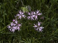 Lychnis flos-cuculi 15, Echte koekoeksbloem, Saxifraga-Jan van der Straaten