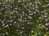 Lychnis flos-cuculi 16, Echte koekoeksbloem, Saxifraga-Jan van der Straaten