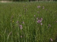 Lychnis flos-cuculi 18, Echte koekoeksbloem, Saxifraga-Jan van der Straaten