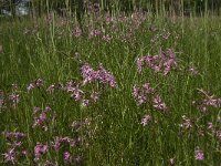 Lychnis flos-cuculi 19, Echte koekoeksbloem, Saxifraga-Jan van der Straaten