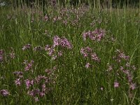 Lychnis flos-cuculi 20, Echte koekoeksbloem, Saxifraga-Jan van der Straaten