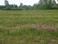 Lychnis flos-cuculi 23, Echte koekoeksbloem, Saxifraga-Hans Boll