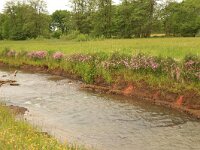 Lychnis flos-cuculi 26, Echte koekoeksbloem, Saxifraga-Hans Boll