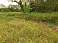 Lychnis flos-cuculi 27, Echte koekoeksbloem, Saxifraga-Hans Boll