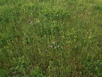 Lychnis flos-cuculi 28, Echte koekoeksbloem, Saxifraga-Hans Boll