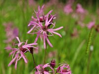 Lychnis flos-cuculi 3, Echte koekoeksbloem, Saxifraga-Hans Dekker