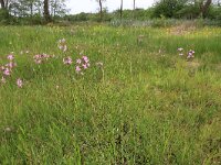 Lychnis flos-cuculi 32, Echte koekoeksbloem, Saxifraga-Hans Boll