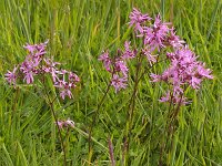 Lychnis flos-cuculi 5, Echte koekoeksbloem, Saxifraga-Kees Marijnissen