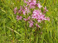 Lychnis flos-cuculi 6, Echte koekoeksbloem, Saxifraga-Kees Marijnissen
