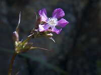 Lychnis viscaria 2, Saxifraga-Jan van der Straaten