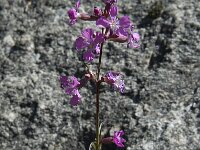 Lychnis viscaria 3, Saxifraga-Jan van der Straaten