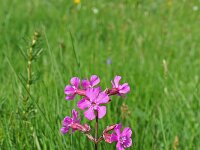 Lychnis viscaria 4, Saxifraga-Jeroen Willemsen