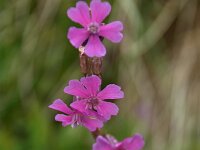 Lychnis viscaria 5, Saxifraga-Harry Jans  Lychnis viscaria