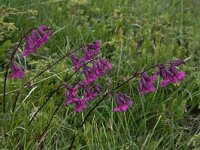 Lychnis viscaria 6, Saxifraga-Harry Jans