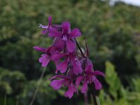 Lychnis viscaria 7, Saxifraga-Harry Jans