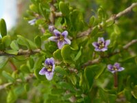 Lycium schweinfurthii 3, Saxifraga-Ed Stikvoort