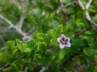 Lycium schweinfurthii 4, Saxifraga-Ed Stikvoort