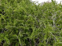 Lycium schweinfurthii 5, Saxifraga-Ed Stikvoort