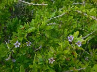 Lycium schweinfurthii 6, Saxifraga-Ed Stikvoort