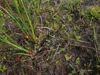 Lycopodiella inundata 29, Moeraswolfsklauw, Saxifraga-Hans Boll