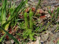 Lycopodiella inundata 3, Moeraswolfsklauw, Saxifraga-Willem van Kruijsbergen