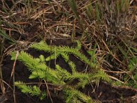 Lycopodiella inundata 37, Moeraswolfsklauw, Saxifraga-Hans Boll