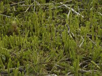 Lycopodiella inundata 4, Moeraswolfsklauw, Saxifraga-Willem van Kruijsbergen
