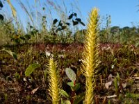 Lycopodiella inundata 40, Moeraswolfsklauw, Saxifraga-Ed Stikvoort