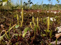 Lycopodiella inundata 44, Moeraswolfsklauw, Saxifraga-Ed Stikvoort