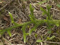 Lycopodium clavatum 10, Grote wolfsklauw, Saxifraga-Willem van Kruijsbergen