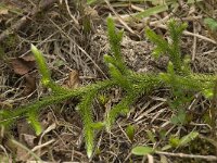 Lycopodium clavatum 11, Grote wolfsklauw, Saxifraga-Willem van Kruijsbergen