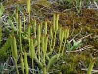 Lycopodium clavatum 14, Grote wolfsklauw, Saxifraga-Rutger Barendse