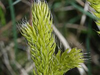 Lycopodium clavatum 15, Grote wolfsklauw, Saxifraga-Rutger Barendse