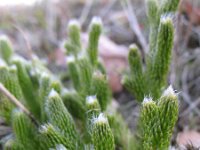 Lycopodium clavatum 16, Grote wolfsklauw, Saxifraga-Rutger Barendse