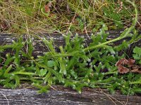 Lycopodium clavatum 17, Grote wolfsklauw, Saxifraga-Hans Dekker