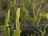 Lycopodium clavatum 18, Grote wolfsklauw, Saxifraga-Jan van der Straaten