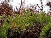Lycopodium clavatum 19, Grote wolfsklauw, Saxifraga-Hans Dekker