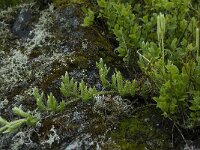 Lycopodium clavatum 2, Grote wolfsklauw, Saxifraga-Willem van Kruijsbergen