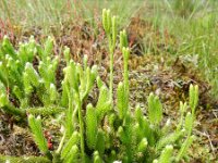 Lycopodium clavatum 28, Grote wolfsklauw, Saxifraga-Rutger Barendse