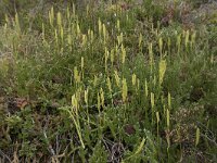 Lycopodium clavatum 29, Grote wolfsklauw, Saxifraga-Willem van Kruijsbergen