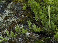 Lycopodium clavatum 3, Grote wolfsklauw, Saxifraga-Willem van Kruijsbergen