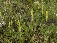 Lycopodium clavatum 30, Grote wolfsklauw, Saxifraga-Willem van Kruijsbergen