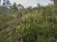 Lycopodium clavatum 31, Grote wolfsklauw, Saxifraga-Willem van Kruijsbergen