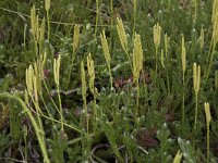 Lycopodium clavatum 32, Grote wolfsklauw, Saxifraga-Willem van Kruijsbergen